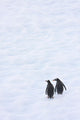 Gentoo Penguins Climb The Side Of An Iceberg Floating In Neko Harbour Wall Mural