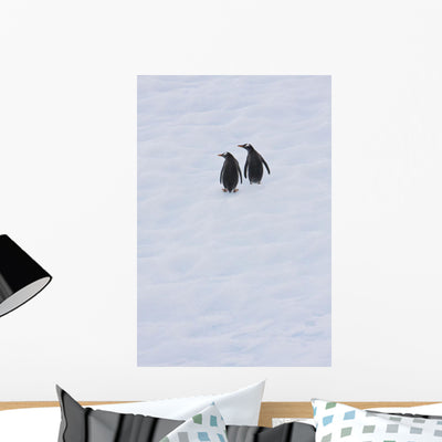 Gentoo Penguins Climb Side Wall Mural shown on a wall