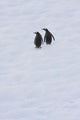 Gentoo Penguins Climb The Side Of An Iceberg Floating In Neko Harbour Wall Mural