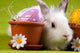 Easter Bunny Wall Mural