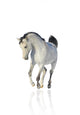 Cantering Arab Horse Wall Decal