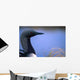 Close Up Portrait Of An Arctic Loon Wall Mural