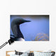 Close Up Portrait Of An Arctic Loon Wall Mural