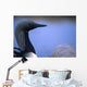 Close Up Portrait Of An Arctic Loon Wall Mural