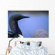 Close Up Portrait Of An Arctic Loon Wall Mural