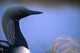 Close Up Portrait Of An Arctic Loon Wall Mural