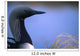 Close Up Portrait Of An Arctic Loon Wall Mural