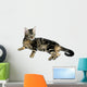 Tabby Kitten Wall Mural