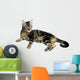 Tabby Kitten Wall Mural