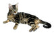 Tabby Kitten Wall Mural
