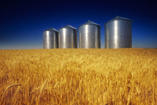 Mature Winter Wheat Field With Grain Bins In The Background Wall Mural