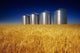 Mature Winter Wheat Field With Grain Bins In The Background Wall Mural