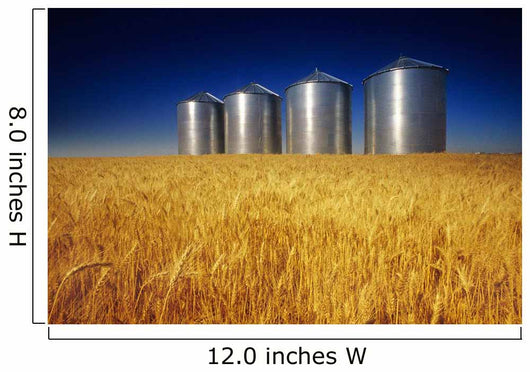 Mature Winter Wheat Field With Grain Bins In The Background Wall Mural