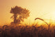 Mist In A Barley Field At Sunset, Near Carey, Manitoba Wall Mural
