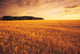 Field Of Grain Stubble Near St Adolphe, Manitoba Wall Mural