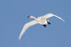 Trumpeter Swan, Lake Ontario, Ontario Wall Mural