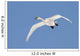 Trumpeter Swan, Lake Ontario, Ontario Wall Mural