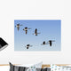 Canada Geese In Flight, Algonquin Park, Ontario Wall Mural