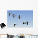 Canada Geese In Flight, Algonquin Park, Ontario Wall Mural