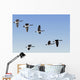 Canada Geese In Flight, Algonquin Park, Ontario Wall Mural