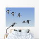 Canada Geese In Flight, Algonquin Park, Ontario Wall Mural