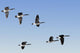 Canada Geese In Flight, Algonquin Park, Ontario Wall Mural