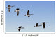 Canada Geese In Flight, Algonquin Park, Ontario Wall Mural