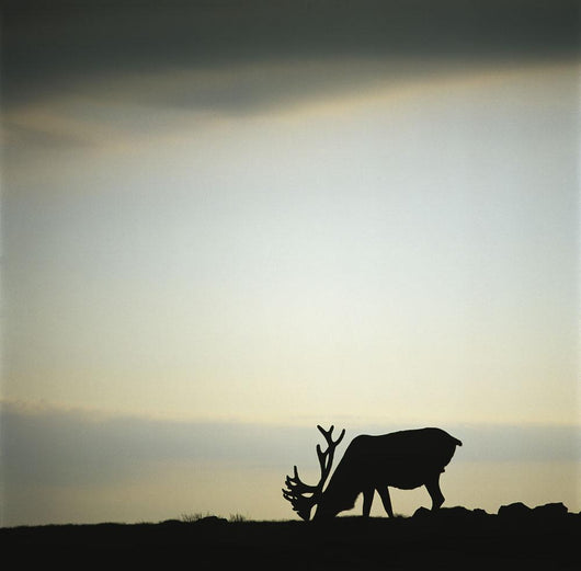 Silhouette Of A Male Caribou At Sunset Wall Mural