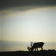 Silhouette Of A Male Caribou At Sunset Wall Mural