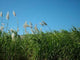 Sugar Cane Field Wall Decal