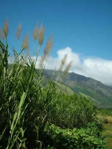 Sugar Cane Landscape Wall Decal