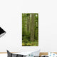Douglas Firs And Sitka Spruce, Cathedral Grove, British Columbia Wall Mural