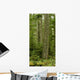 Douglas Firs And Sitka Spruce, Cathedral Grove, British Columbia Wall Mural