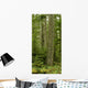 Douglas Firs And Sitka Spruce, Cathedral Grove, British Columbia Wall Mural