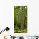 Douglas Firs And Sitka Spruce, Cathedral Grove, British Columbia Wall Mural