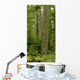 Douglas Firs And Sitka Spruce, Cathedral Grove, British Columbia Wall Mural