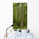 Douglas Firs And Sitka Spruce, Cathedral Grove, British Columbia Wall Mural