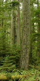 Douglas Firs And Sitka Spruce, Cathedral Grove, British Columbia Wall Mural