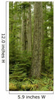 Douglas Firs And Sitka Spruce, Cathedral Grove, British Columbia Wall Mural