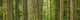 Douglas Firs And Sitka Spruce, Cathedral Grove, British Columbia Wall Mural