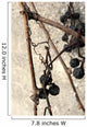 Dried Wild Grapes