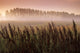 Common Dock With Aspen Trees In Fog, Near St Adolphe, Manitoba Wall Mural