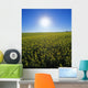 Bright Sun And Bloom Stage Mustard Field, Near Ponteix, Saskatchewan Wall Mural