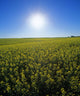 Bright Sun And Bloom Stage Mustard Field, Near Ponteix, Saskatchewan Wall Mural