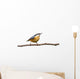Red-breasted Nuthatch Perched Branch