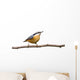 Red-breasted Nuthatch Perched Branch