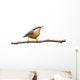 Red-breasted Nuthatch Perched Branch