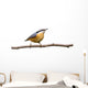 Red-breasted Nuthatch Perched Branch