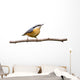 Red-breasted Nuthatch Perched Branch