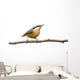 Red-breasted Nuthatch Perched Branch